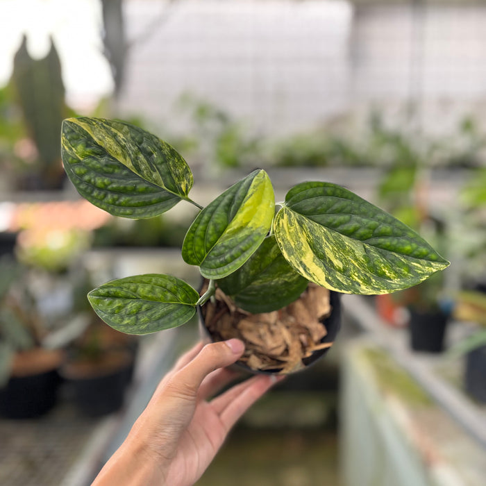 Monstera Karstenianum Variegated (Actual Plant 20-Oct)