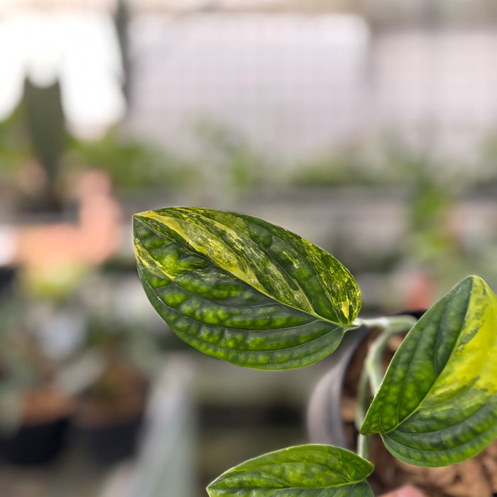 Monstera Karstenianum Variegated (Actual Plant 20-Oct)