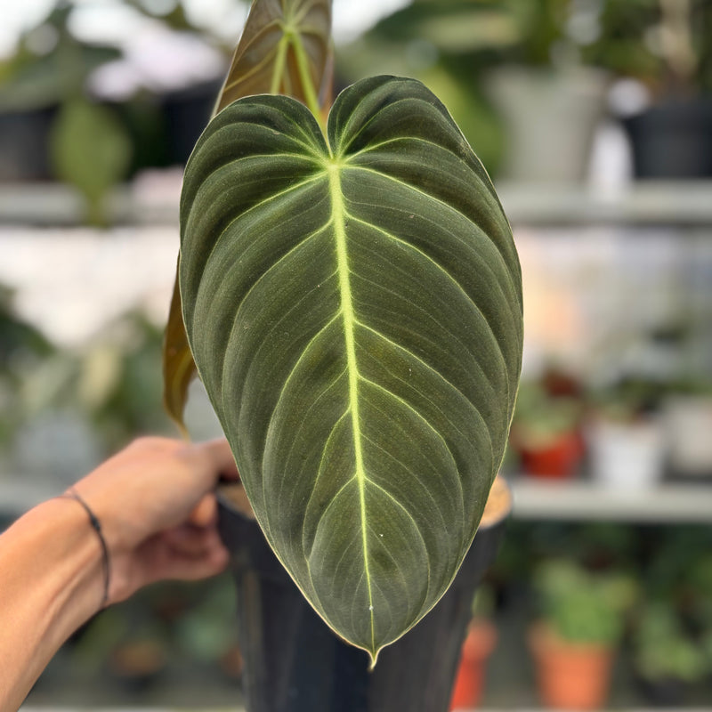 FS41-3 Philodendron Melanochrysum