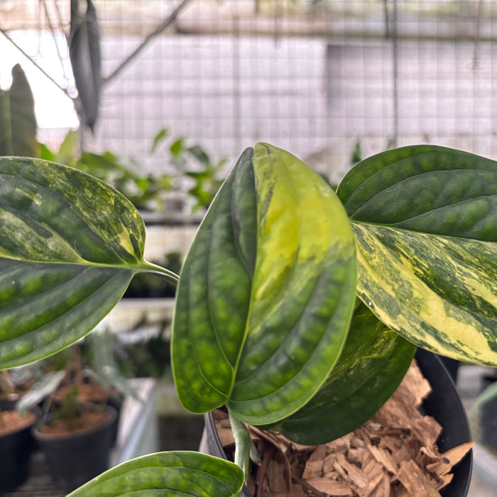 Monstera Karstenianum Variegated (Actual Plant 20-Oct)