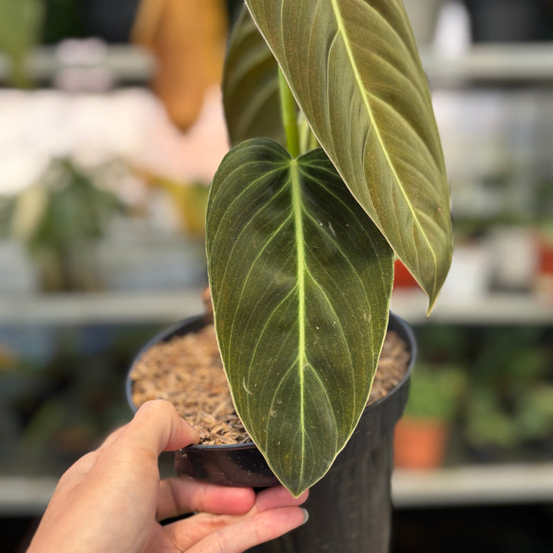 FS41-3 Philodendron Melanochrysum