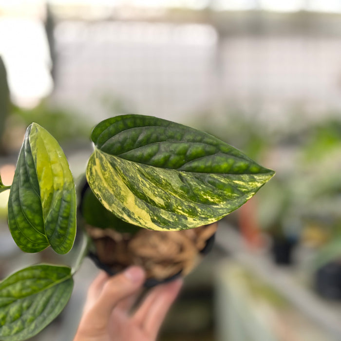 Monstera Karstenianum Variegated (Actual Plant 20-Oct)