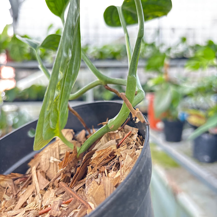 Monstera Karstenianum Variegated (Actual Plant 20-Oct)