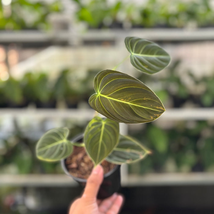 Philodendron Melanochrysum Variegated (Actual Plant 21-Oct)