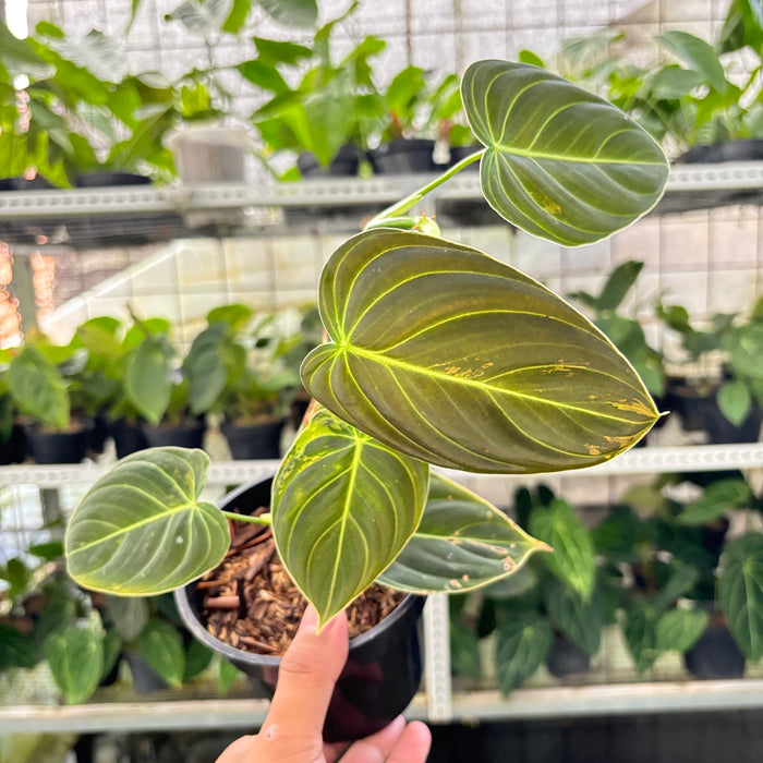 Philodendron Melanochrysum Variegated (Actual Plant 21-Oct)