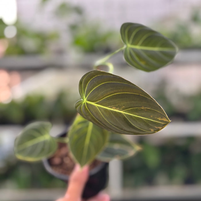 Philodendron Melanochrysum Variegated (Actual Plant 21-Oct)