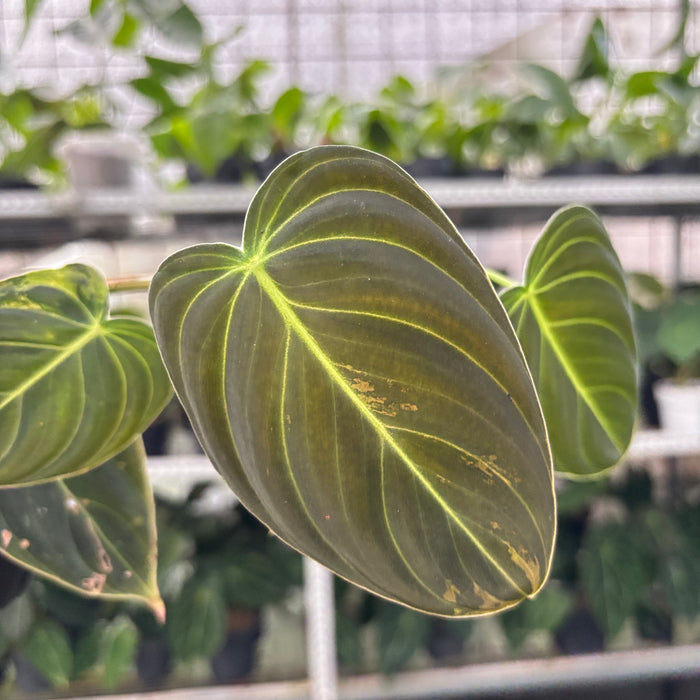 Philodendron Melanochrysum Variegated (Actual Plant 21-Oct)