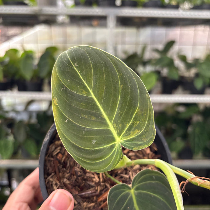 Philodendron Melanochrysum Variegated (Actual Plant 21-Oct)