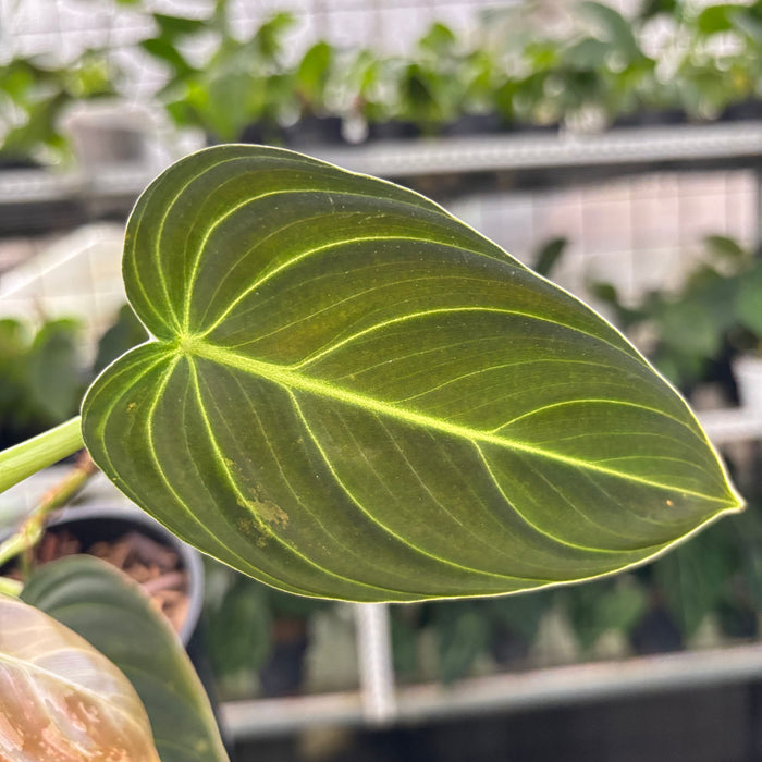 Philodendron Melanochrysum Variegated (Actual Plant 21-Oct)