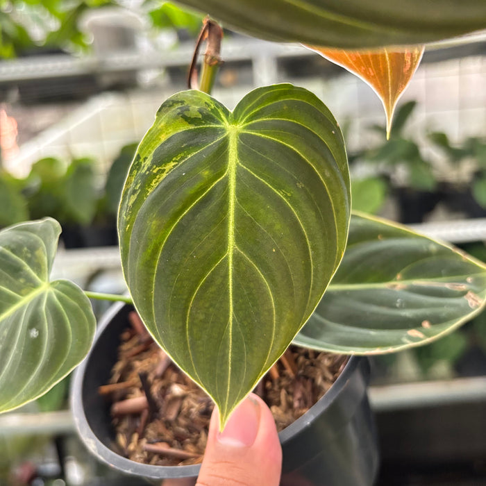 Philodendron Melanochrysum Variegated (Actual Plant 21-Oct)