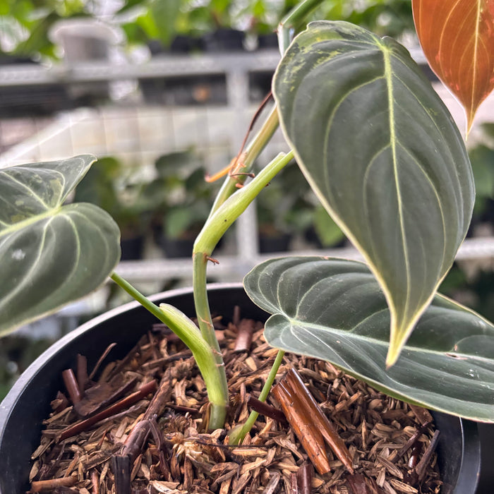 Philodendron Melanochrysum Variegated (Actual Plant 21-Oct)