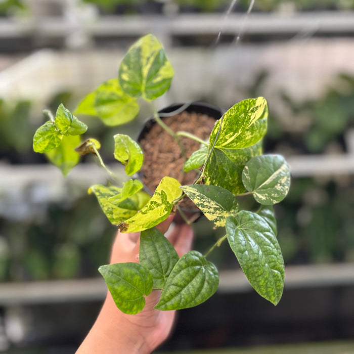 Piper Yellow Variegated (Actual Plant 22-Oct)