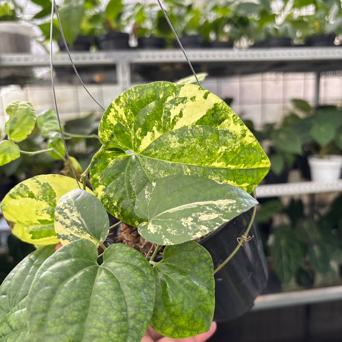 Piper Yellow Variegated (Actual Plant 22-Oct)