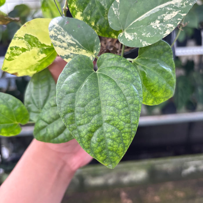 Piper Yellow Variegated (Actual Plant 22-Oct)