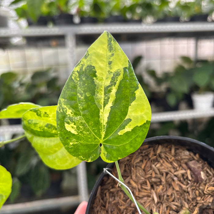 Piper Yellow Variegated (Actual Plant 22-Oct)