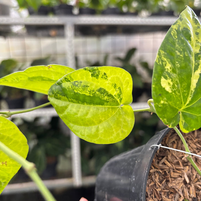 Piper Yellow Variegated (Actual Plant 22-Oct)