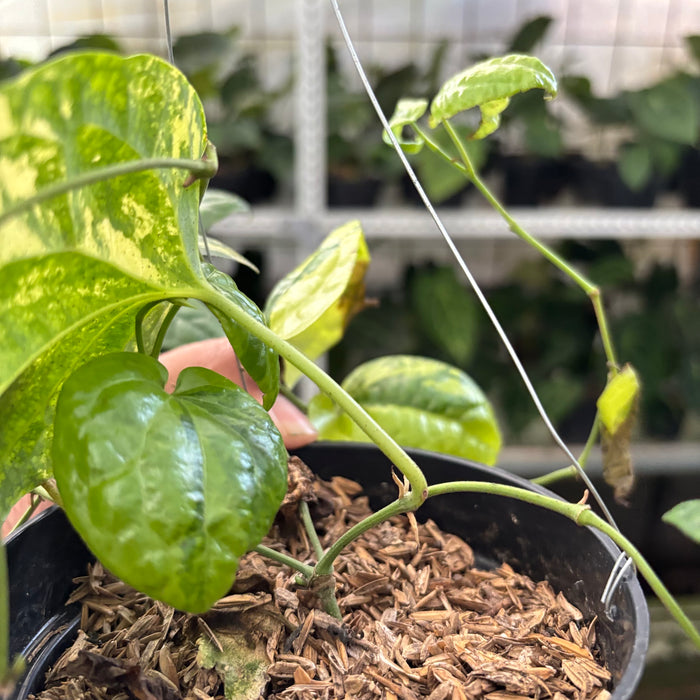 Piper Yellow Variegated (Actual Plant 22-Oct)