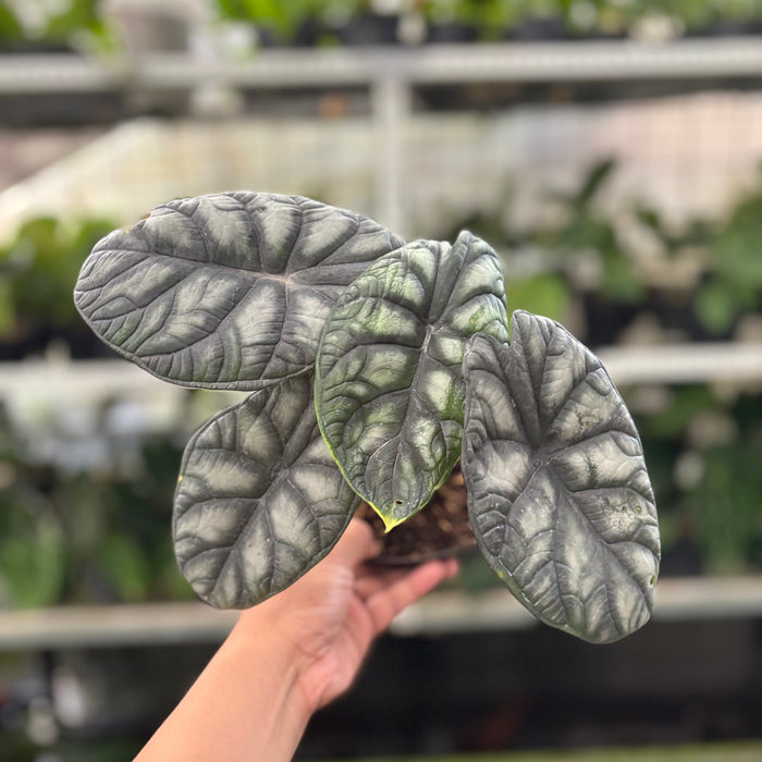 Alocasia Silver Dragon (Actual Plant 24-Oct)