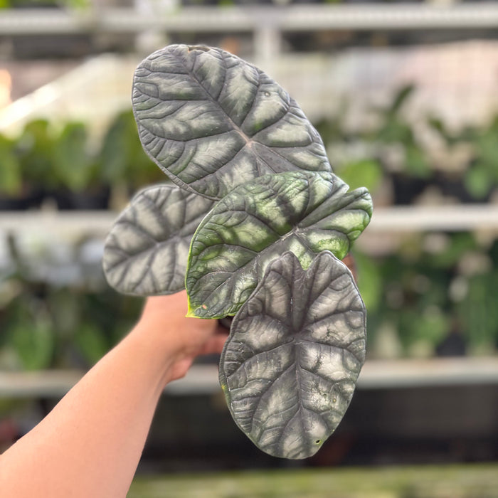 Alocasia Silver Dragon (Actual Plant 24-Oct)