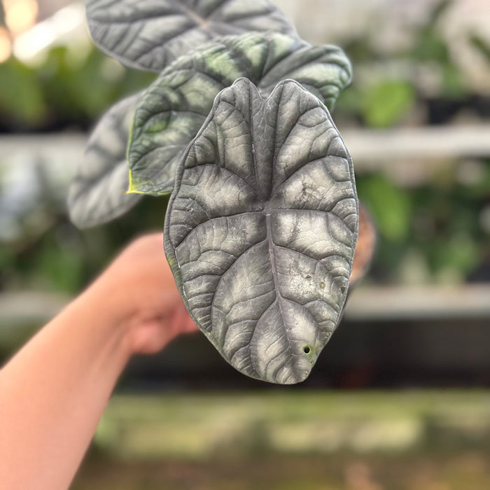 Alocasia Silver Dragon (Actual Plant 24-Oct)