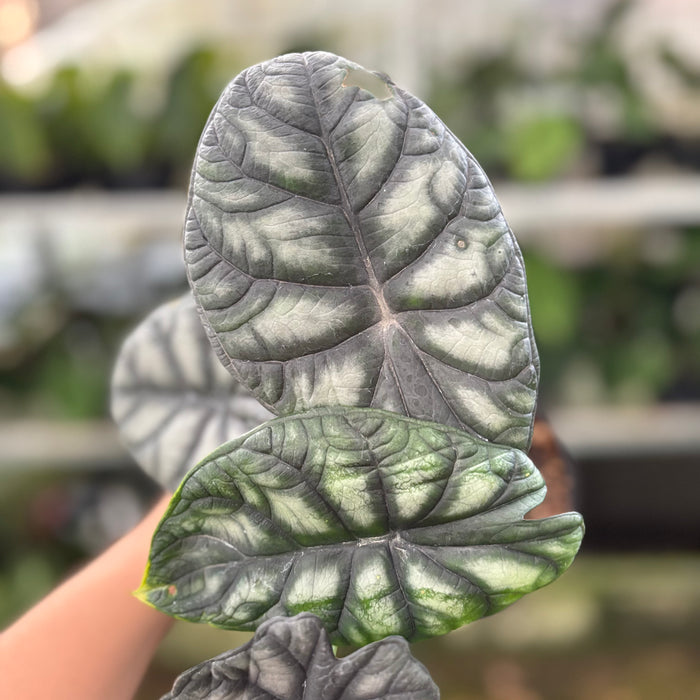 Alocasia Silver Dragon (Actual Plant 24-Oct)