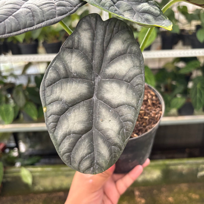 Alocasia Silver Dragon (Actual Plant 24-Oct)