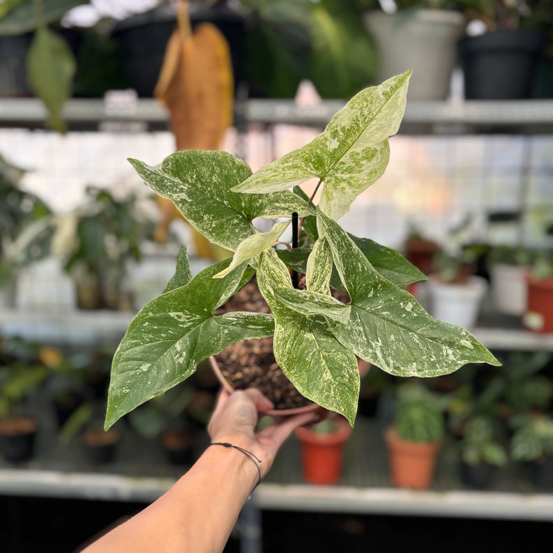 FS45-3 Syngonium Mint Java