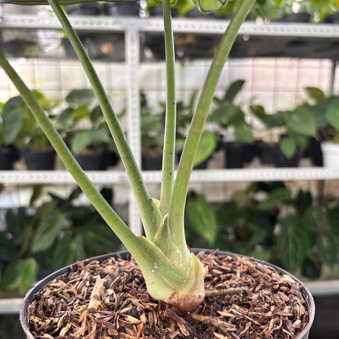 Alocasia Silver Dragon (Actual Plant 24-Oct)