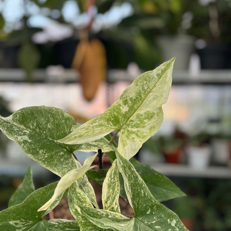 FS45-3 Syngonium Mint Java