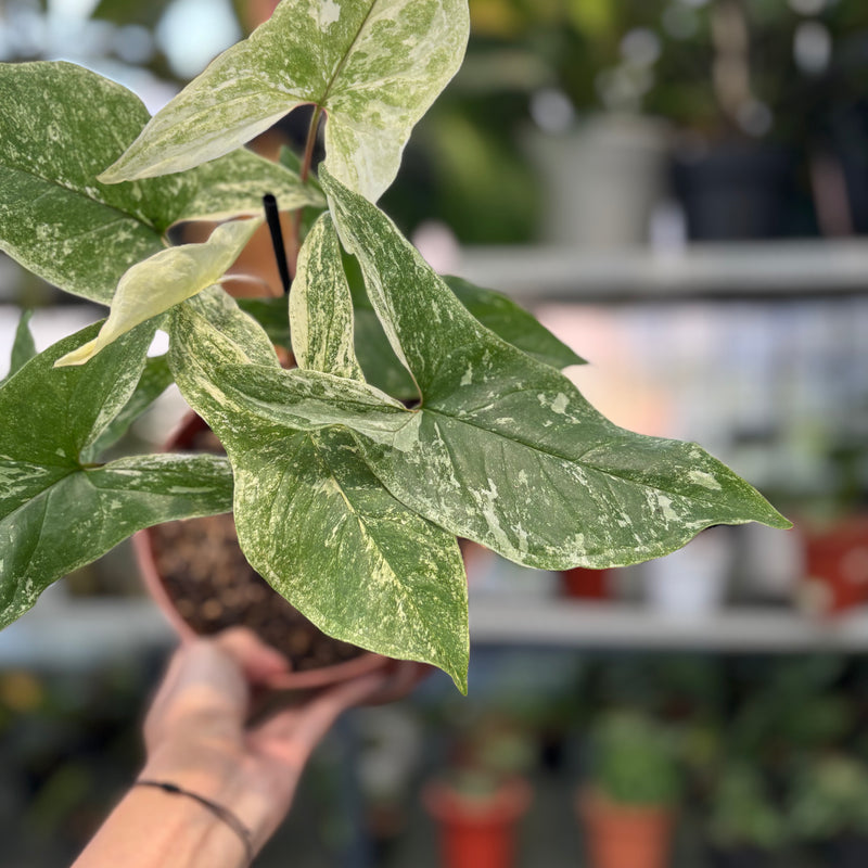 FS45-3 Syngonium Mint Java