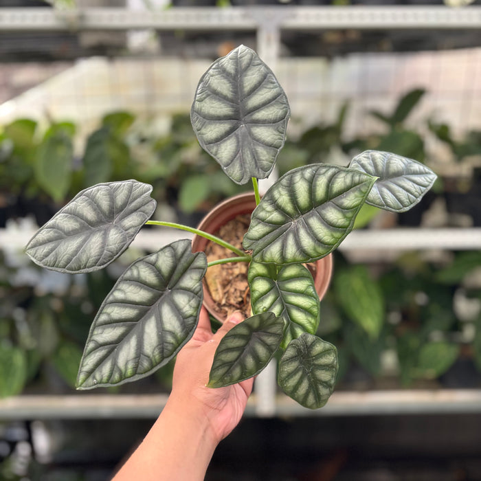 Alocasia Silver Dragon (Actual Plant 25-Oct)