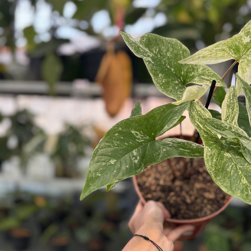 FS45-3 Syngonium Mint Java