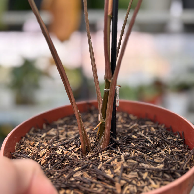 FS45-3 Syngonium Mint Java