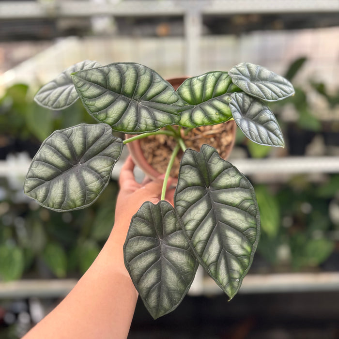 Alocasia Silver Dragon (Actual Plant 25-Oct)