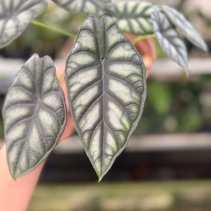 Alocasia Silver Dragon (Actual Plant 25-Oct)