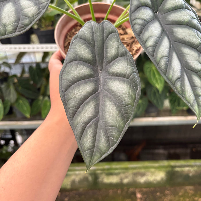 Alocasia Silver Dragon (Actual Plant 25-Oct)