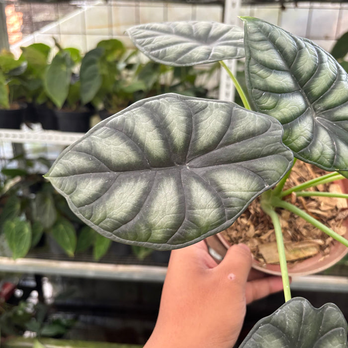 Alocasia Silver Dragon (Actual Plant 25-Oct)