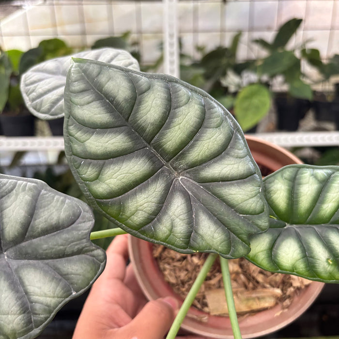 Alocasia Silver Dragon (Actual Plant 25-Oct)