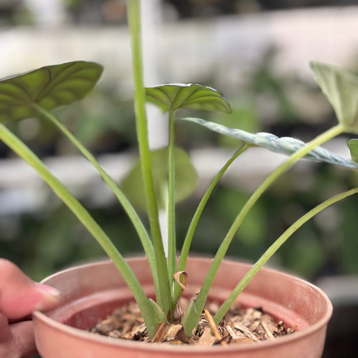 Alocasia Silver Dragon (Actual Plant 25-Oct)