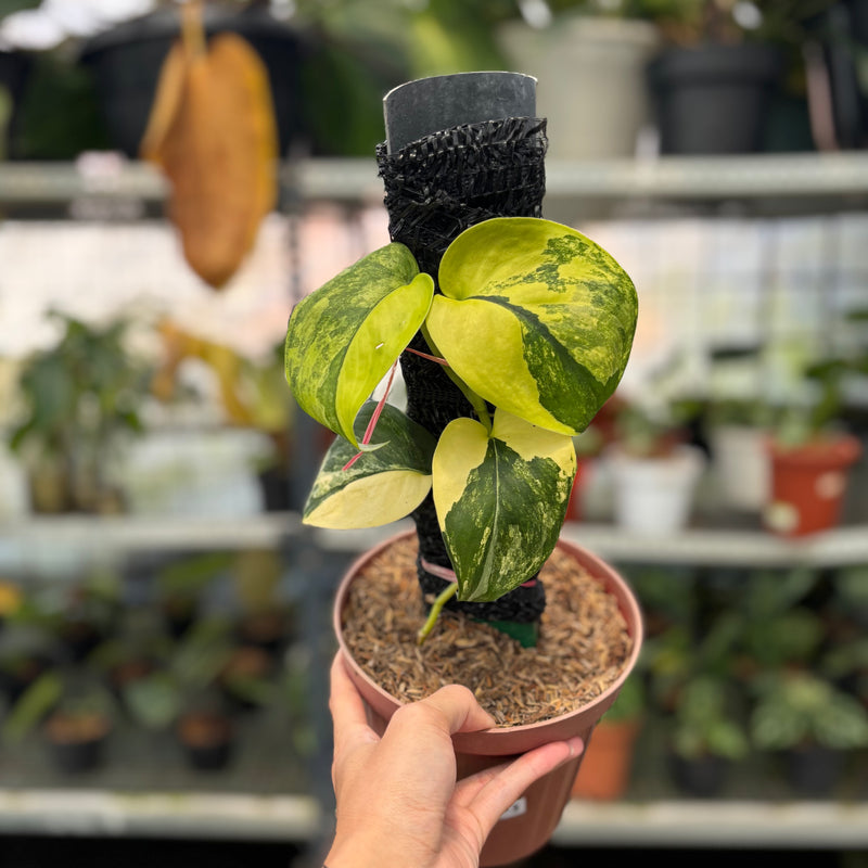 FS46-3 Scindapsus Jade Satin Variegated