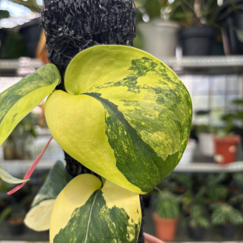 FS46-3 Scindapsus Jade Satin Variegated