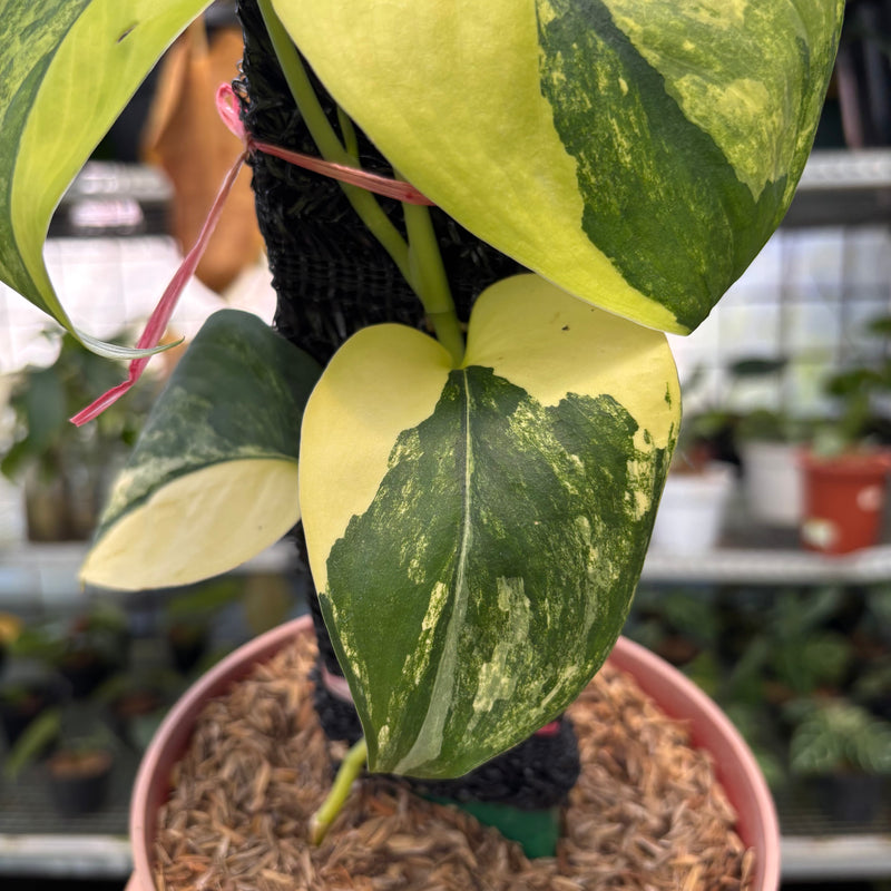 FS46-3 Scindapsus Jade Satin Variegated