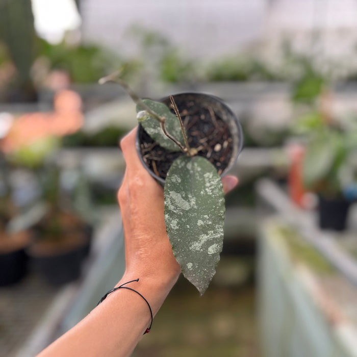 Hoya Caudata Splash (Actual Plant 26-Oct)