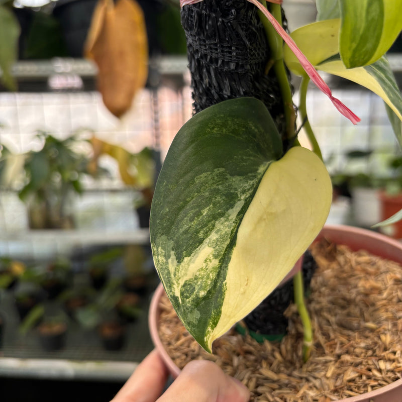 FS46-3 Scindapsus Jade Satin Variegated