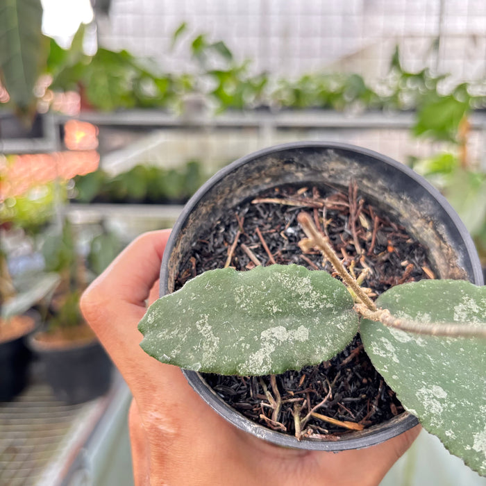 Hoya Caudata Splash (Actual Plant 26-Oct)