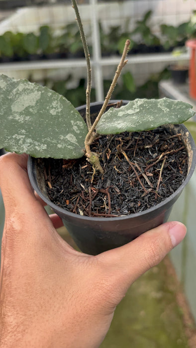 Hoya Caudata Splash (Actual Plant 26-Oct)