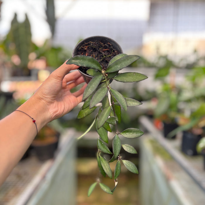 Hoya Rosita (Actual Plant 27-Oct)