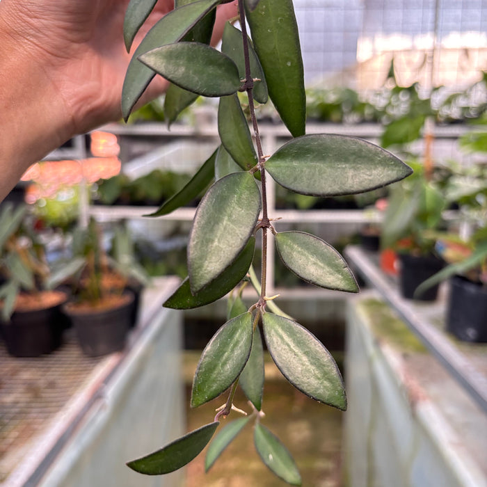 Hoya Rosita (Actual Plant 27-Oct)