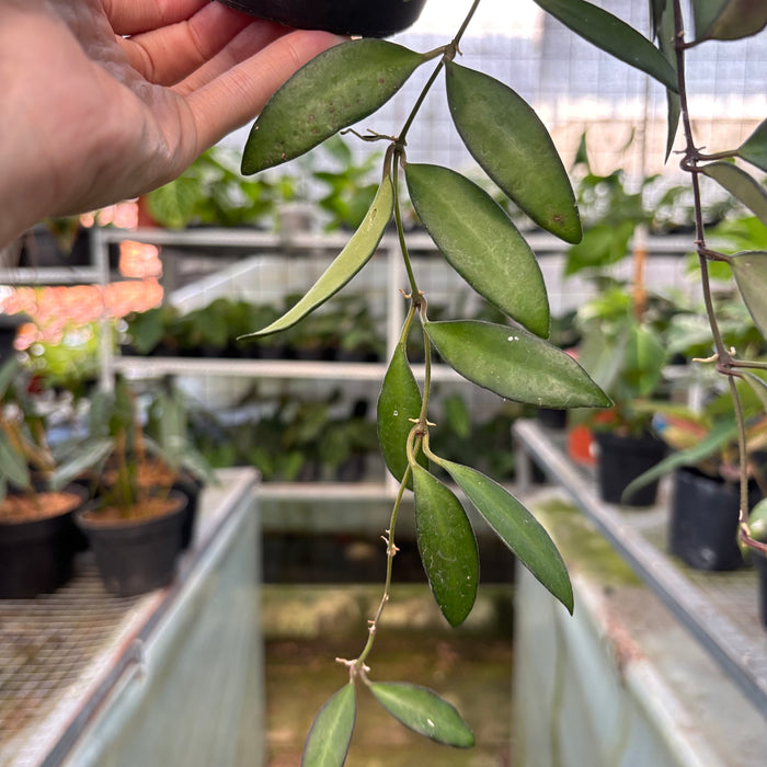 Hoya Rosita (Actual Plant 27-Oct)