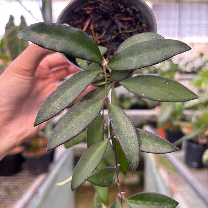Hoya Rosita (Actual Plant 27-Oct)